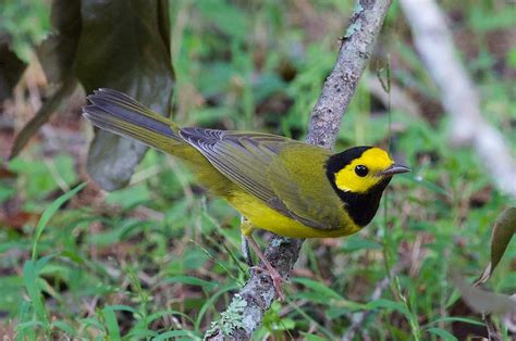 Hooded warbler - song / call / voice / sound.