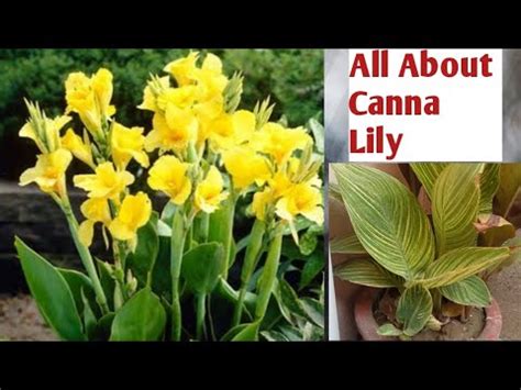 Canna Lily plant| care Fertilizer/ All about Canna Lily Urdu/Hindi ...