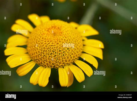 Anthemis tinctoria detail Stock Photo - Alamy