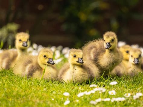 Baby Geese (Goslings): Complete Guide with Pictures | Birdfact