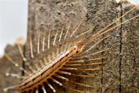 House Centipedes - Friend or Foe? - Home Fixated