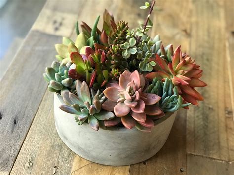 Live Succulent Arrangement- Perfect Housewarming, Anniversary, Mother's Day gift Round Concrete ...