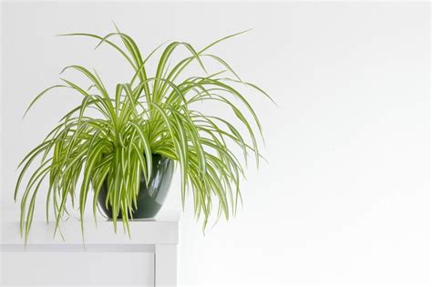 14+ Spider Plant Types - AlanaghKera