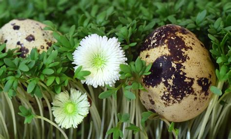 outdoors, white color, 5K, birds nest, day, inflorescence, easter nest, eggshell, close-up ...