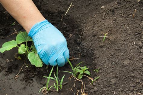 The Hand Pulls Out the Weeds Stock Photo - Image of active, close ...