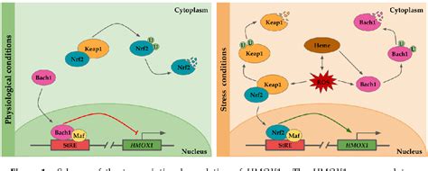 [PDF] Heme Oxygenase-1 in Gastrointestinal Tract Health and Disease | Semantic Scholar