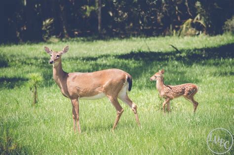 Blog - Babcock Ranch Eco-Tours