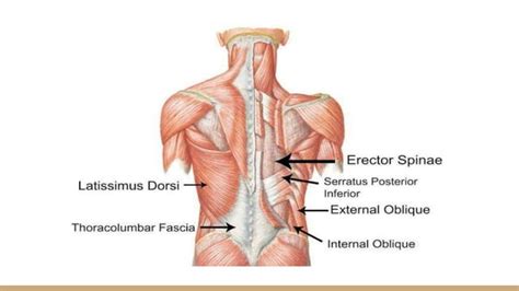 Biomechanics - muscles of lower thorax (Ann).pptx