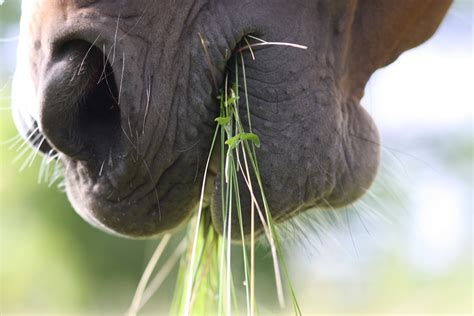 16 Fascinating Facts About Horse Digestion