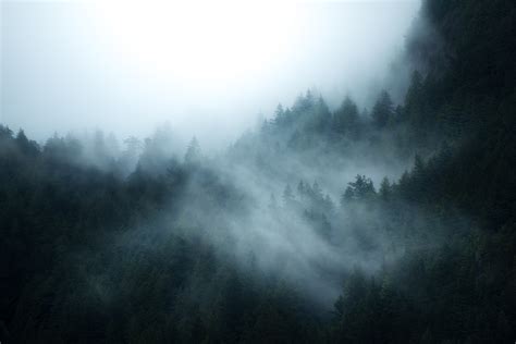 Download British Columbia Canada Fog Nature Forest HD Wallpaper