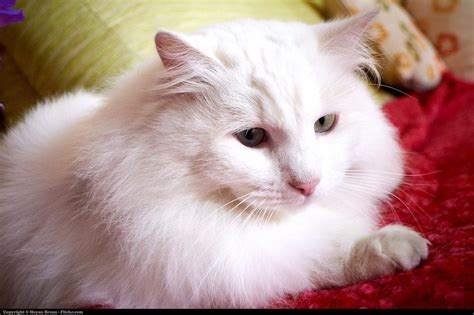 Turkish Angora Odd Eyed