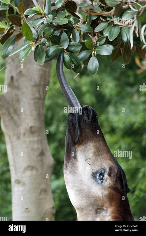 Okapi eating leaves hi-res stock photography and images - Alamy