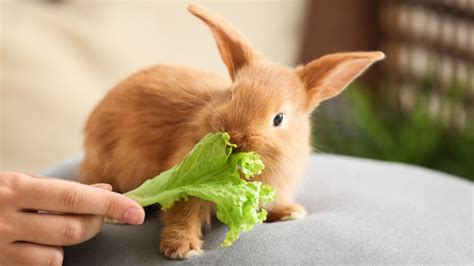 Understand How Rabbits Eat | BeChewy