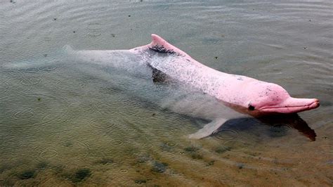 The Amazon Pink River Dolphin | Blog Machu Travel Peru