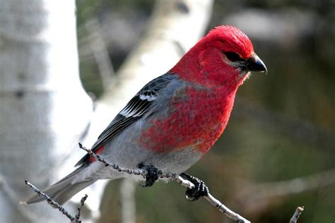 Pine Grosbeak - Coniferous Forest