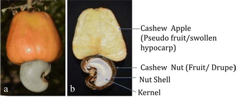 Cashew Apple Fruit