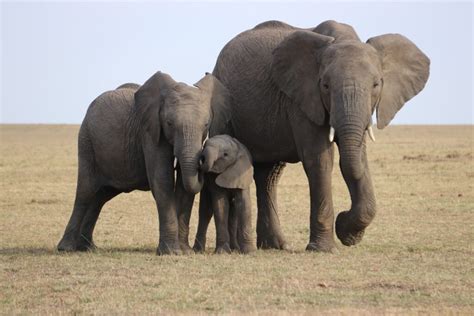 Discovering the Strength of Elephants: A Deep Look into their Power - (ONLY ZOOLOGY)