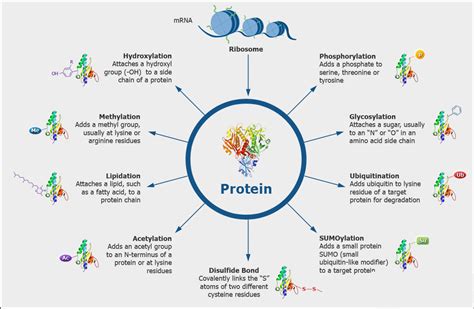 Protein Modifications Analysis - Pronalyse