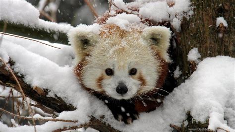 Panda Cubs Wallpapers - Wallpaper Cave