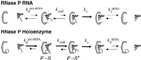 Model for the contributions of E. coli C5 to RNase P holoenzyme... | Download Scientific Diagram