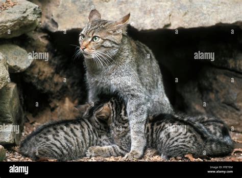 European wildcat (Felis silvestris silvestris) female suckling its kittens at den entrance Stock ...