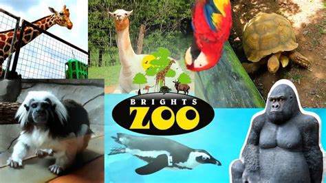 Visiting Brights Zoo in Limestone, TN - YouTube