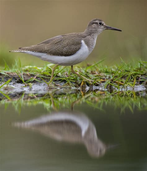 Common Sandpiper - Owen Deutsch Photography