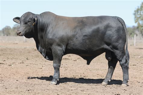 Sale Reports | Australian Brangus Cattle Association