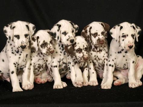 Enchanted Hart Dalmatians - Puppies For Sale