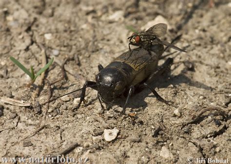 Gryllus campestris Pictures, Field Cricket Images, Nature Wildlife ...