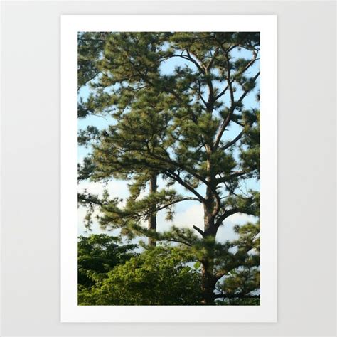 Tree Canopy Art Print by Photography Plus Buy Trees, Tree Canopy, Art ...