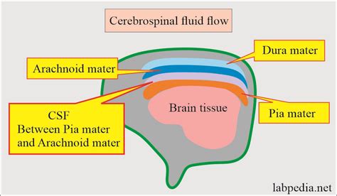 Cerebrospinal fluid Xanthochromia (CSF) - Labpedia.net