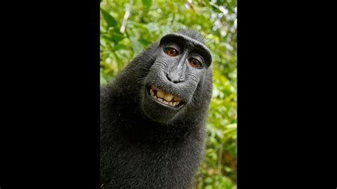 Monkey selfie case ends in settlement