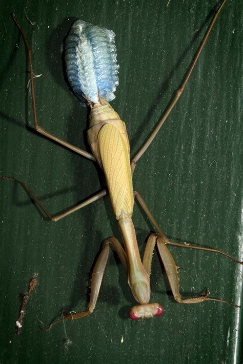 Praying mantis laying eggs 3/5 | Almost done | Jim McLean | Flickr