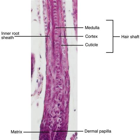 Structure of a mature anagen hair follicle. Hematoxylin and... | Download Scientific Diagram