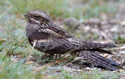 European Nightjar by Simon Johnson - BirdGuides