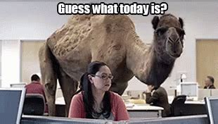 Hump Day GIF - HumpDay Wednesday Geico - Discover & Share GIFs | Funny pictures, Hilarious ...