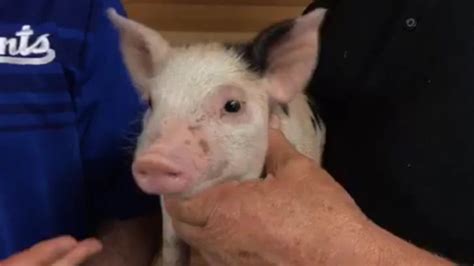 St. Paul Saints’ mascot pig’s name takes a cue from Kellyanne Conway – Twin Cities