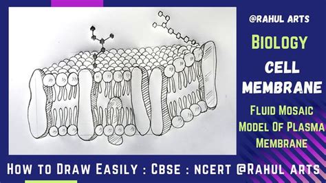 How to Draw Cell Membrane | Fluid mosaic Model Of Plasma Membrane in ...