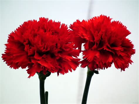 Dark Red Carnation Flowers « Wallpaper Tadka