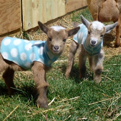 6 Things You Need to Understand About Versatile Miniature Goat Breeds