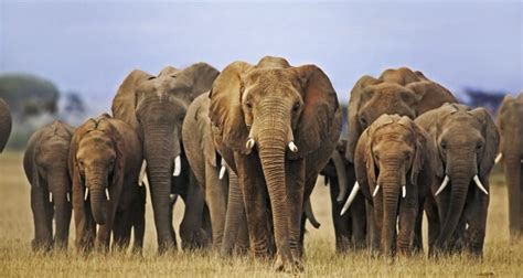 Niassa National Reserve Elephant collaring, monitoring and protection ...