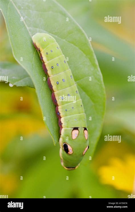 Spicebush butterfly caterpillar Stock Photo - Alamy