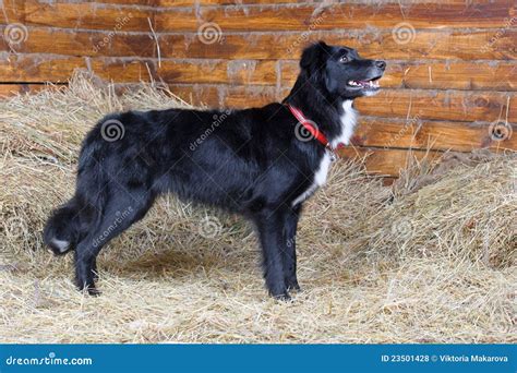 Black And White Border Collie Dog Exterior Royalty Free Stock Photos - Image: 23501428