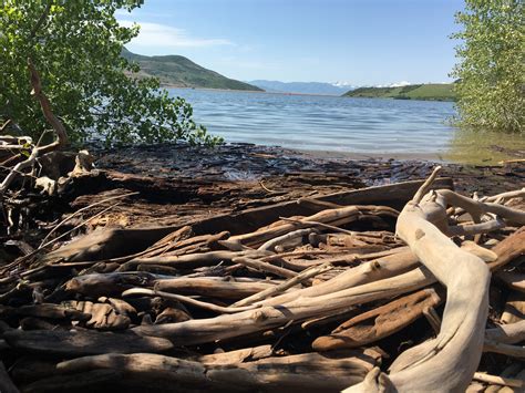 driftwood on the shore of a lake with mountains in the background