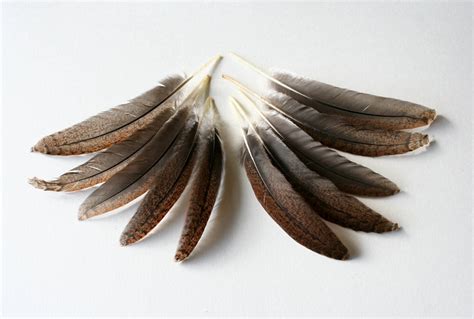 Chicken feathers - Cruelty free - Natural bird feathers - Speckled Sussex - 5" & up - qty 10 ...