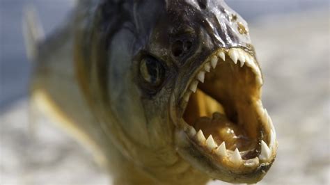 Jurassic-era piranha is world's earliest flesh-eating fish - BBC News