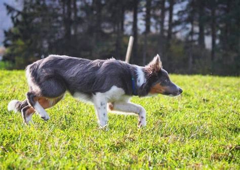 Facts you need to know about the Border Collie colors and markings - BorderCollieHealth