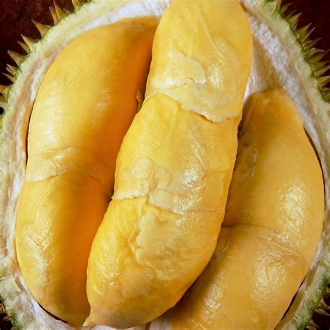 Jual Bibit Durian Bawor di lapak Haqiqi Mirza Florish haqiqimirzabayhaki