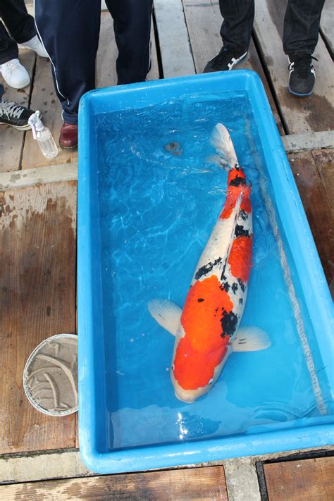 Huge Koi Fish for Sale - Beautiful Japanese Koi Varieties